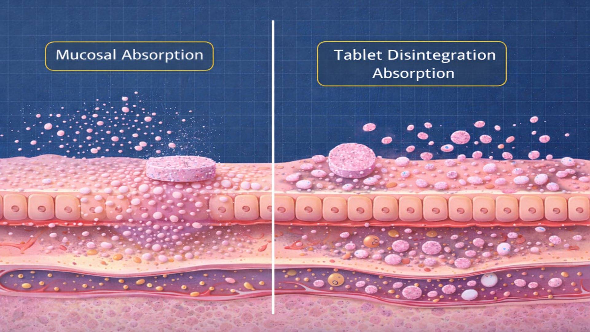 mucosal-absorption-mechanism-toothpaste-tablet-disintegration-diagram.jpg