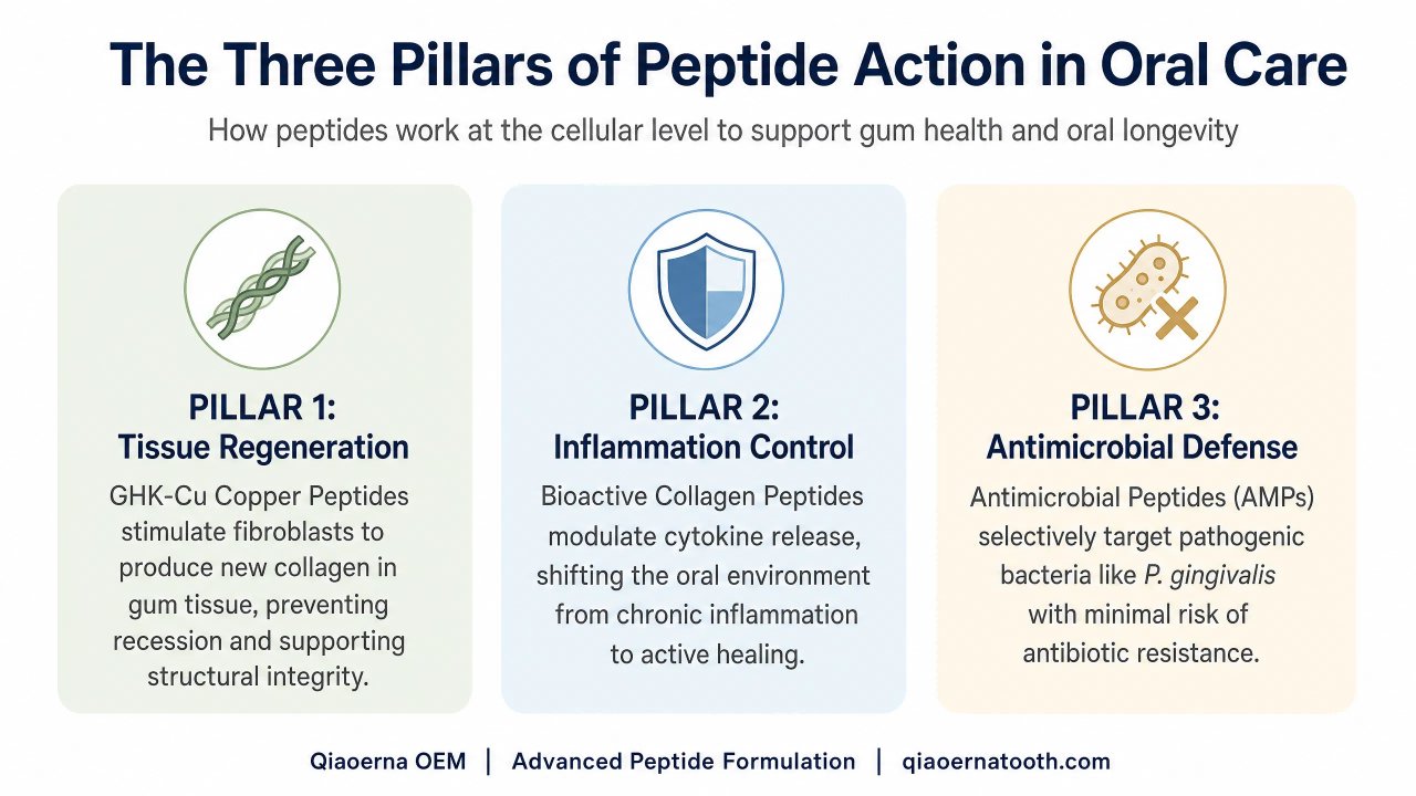 Peptide Action in Oral Care.png